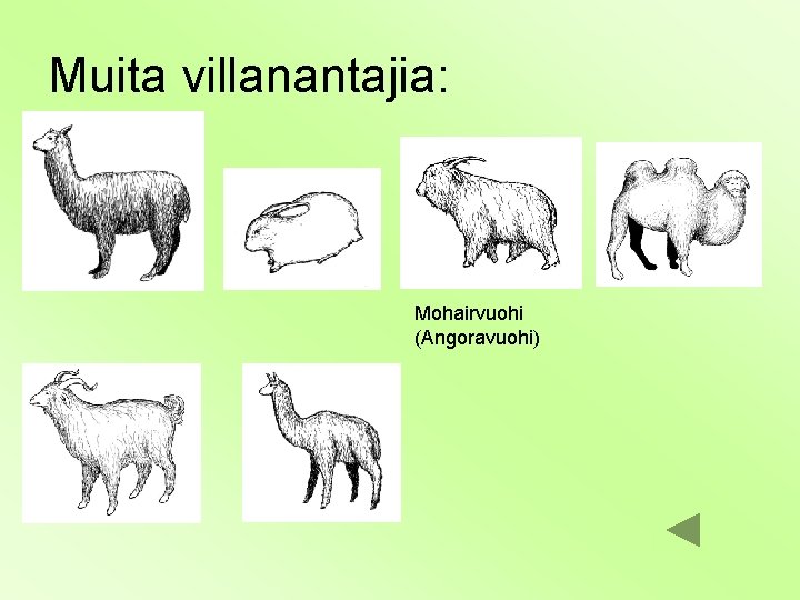 Muita villanantajia: Mohairvuohi (Angoravuohi) 