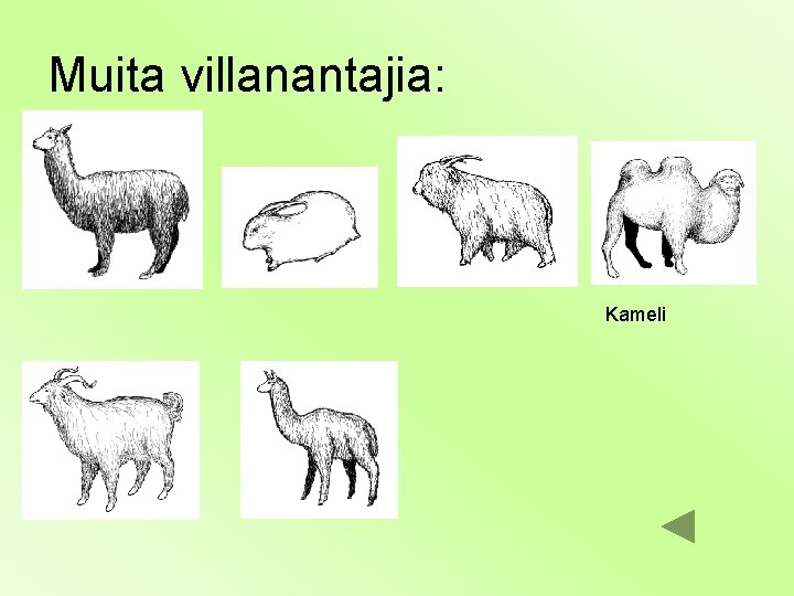 Muita villanantajia: Kameli 