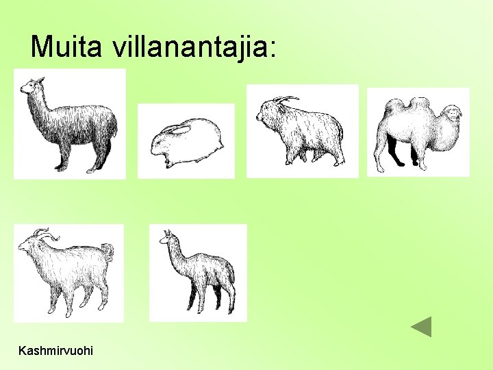 Muita villanantajia: Kashmirvuohi 