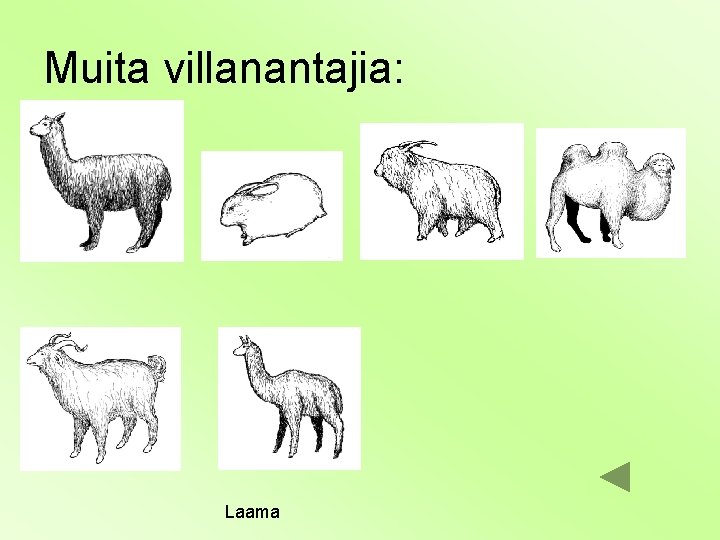Muita villanantajia: Laama 