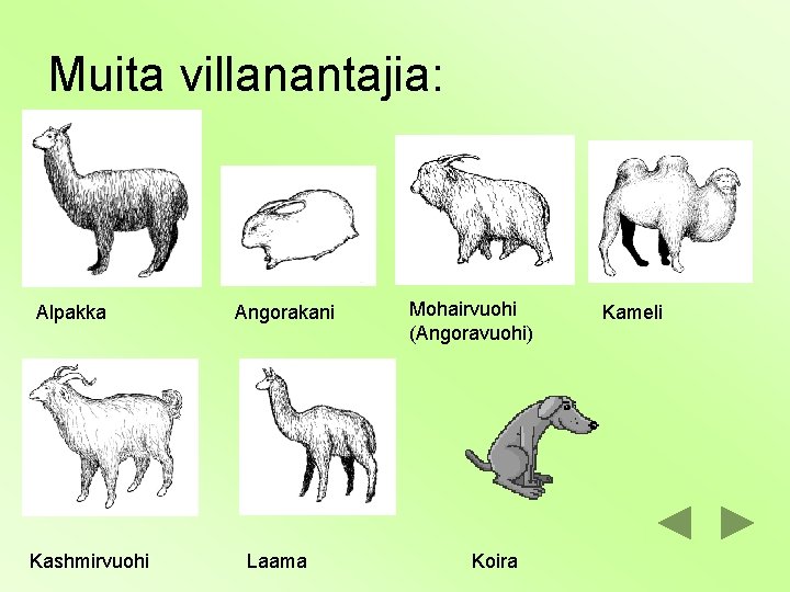 Muita villanantajia: Alpakka Kashmirvuohi Angorakani Laama Mohairvuohi (Angoravuohi) Koira Kameli 