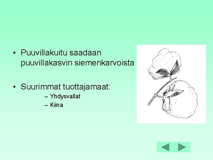  • Puuvillakuitu saadaan puuvillakasvin siemenkarvoista • Suurimmat tuottajamaat: – Yhdysvallat – Kiina 