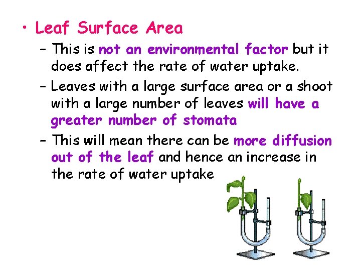  • Leaf Surface Area – This is not an environmental factor but it