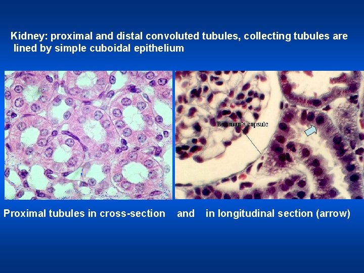 Kidney: proximal and distal convoluted tubules, collecting tubules are lined by simple cuboidal epithelium
