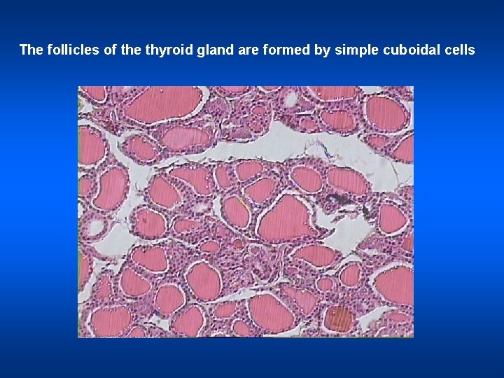 The follicles of the thyroid gland are formed by simple cuboidal cells 