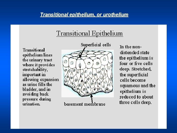 Transitional epithelium, or urothelium 
