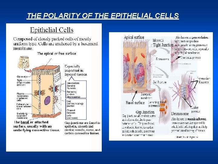 THE POLARITY OF THE EPITHELIAL CELLS 