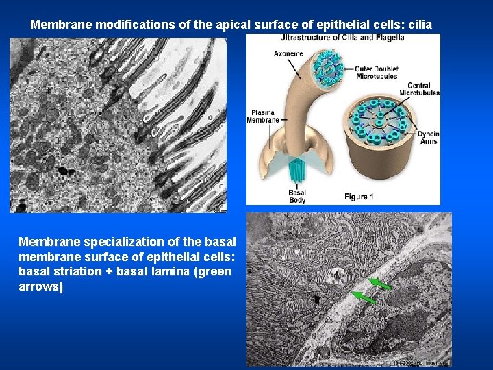Membrane modifications of the apical surface of epithelial cells: cilia Membrane specialization of the