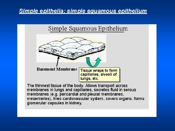 Simple epithelia: simple squamous epithelium 