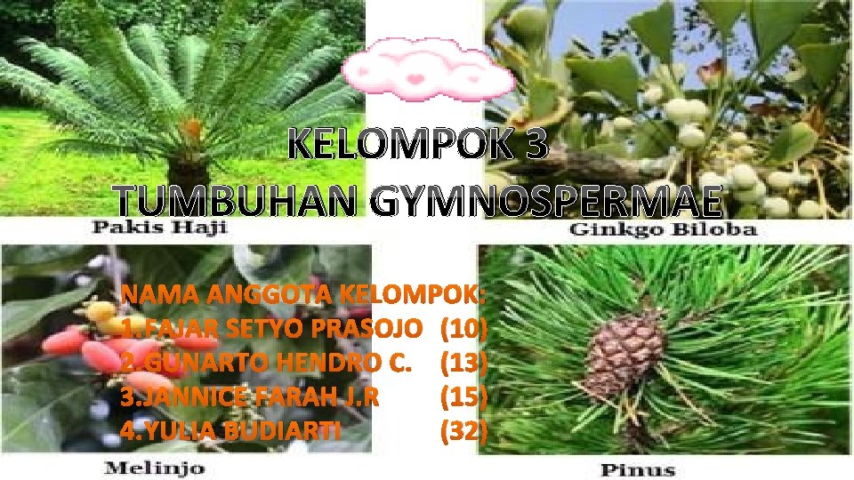 KELOMPOK 3 TUMBUHAN GYMNOSPERMAE NAMA ANGGOTA KELOMPOK: 1. FAJAR SETYO PRASOJO (10) 2. GUNARTO