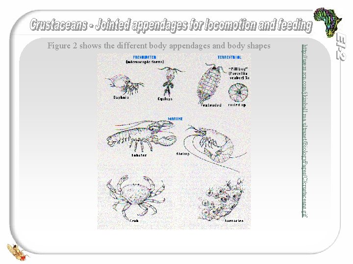 http: //users. rcn. com/jkimball. ma. ultranet/Biology. Pages/C/crustaceans. gif Figure 2 shows the different body