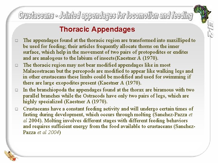 Thoracic Appendages q q The appendages found at the thoracic region are transformed into