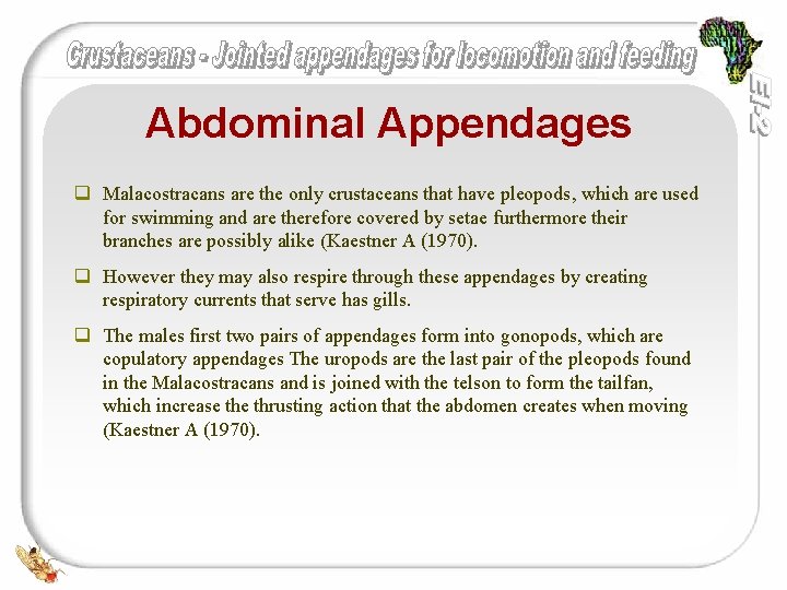 Abdominal Appendages q Malacostracans are the only crustaceans that have pleopods, which are used