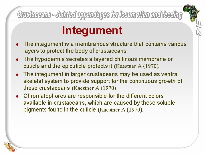 Integument l l The integument is a membranous structure that contains various layers to