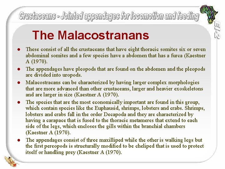 The Malacostranans l l l These consist of all the crustaceans that have eight