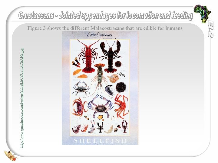 http: //www. gmushrooms. com/Posters/EDIBLECRUSTACEANS. jpg Figure 3 shows the different Malacostracans that are edible