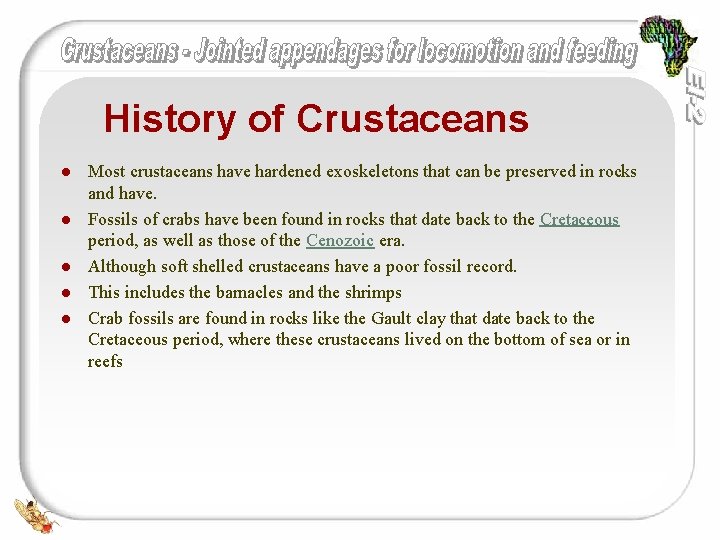 History of Crustaceans l l l Most crustaceans have hardened exoskeletons that can be