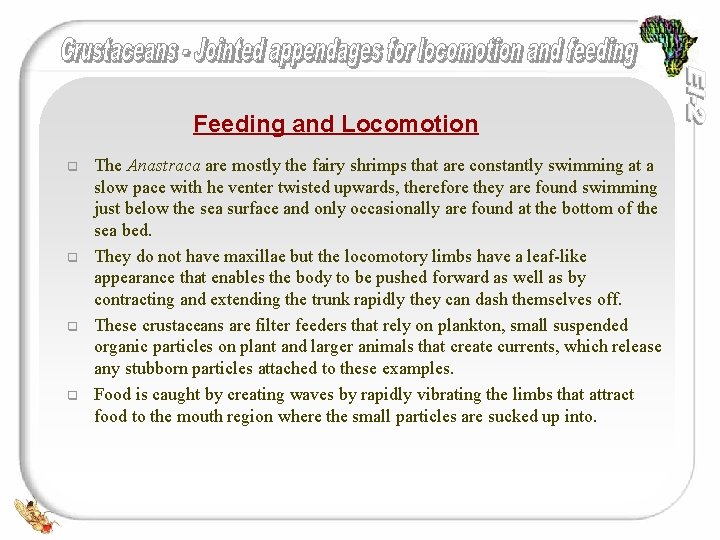 Feeding and Locomotion q q The Anastraca are mostly the fairy shrimps that are