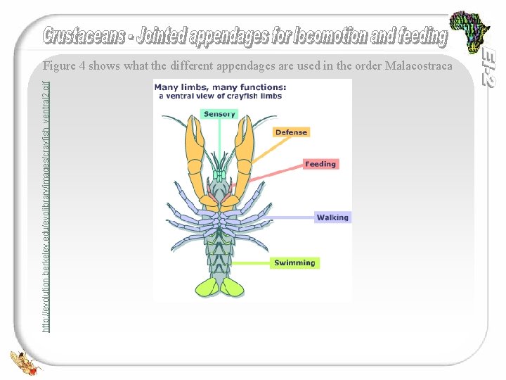 http: //evolution. berkeley. edu/evolibrary/images/crayfish_ventral 2. gif Figure 4 shows what the different appendages are