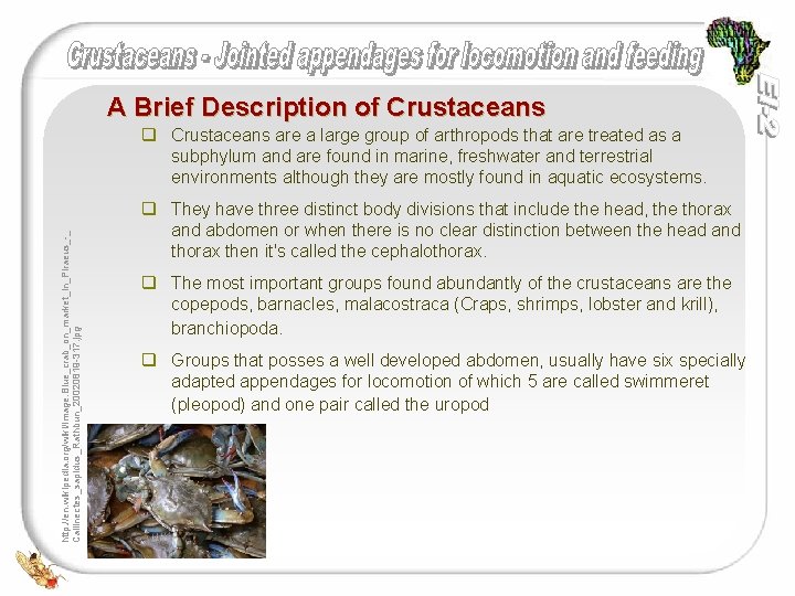 A Brief Description of Crustaceans http: //en. wikipedia. org/wiki/Image: Blue_crab_on_market_in_Piraeus_-_ Callinectes_sapidus_Rathbun_20020819 -317. jpg q