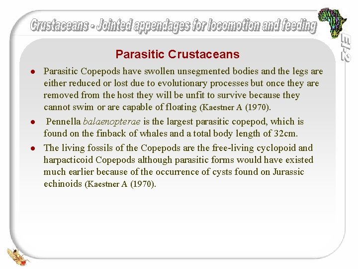 Parasitic Crustaceans l l l Parasitic Copepods have swollen unsegmented bodies and the legs