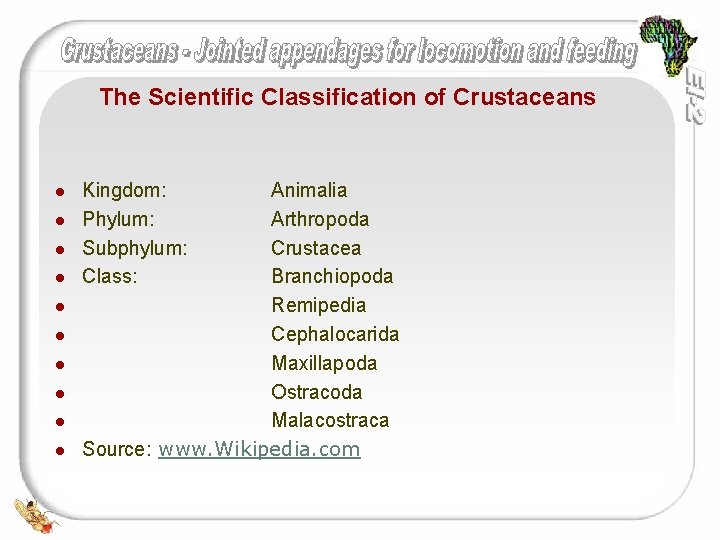 The Scientific Classification of Crustaceans l l l l l Kingdom: Phylum: Subphylum: Class: