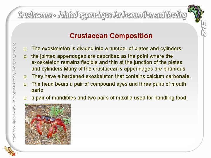 http: //en. wikipedia. org/wiki/Image: Christmas_Island_red_crab. jpg Crustacean Composition q q q The exoskeleton is