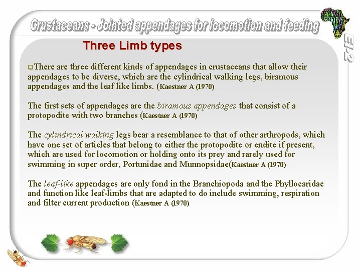 Three Limb types q. There are three different kinds of appendages in crustaceans that