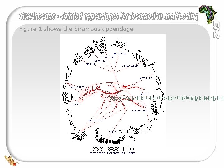 Figure 1 shows the biramous appendage u/t iet jen /L ab or ato rie