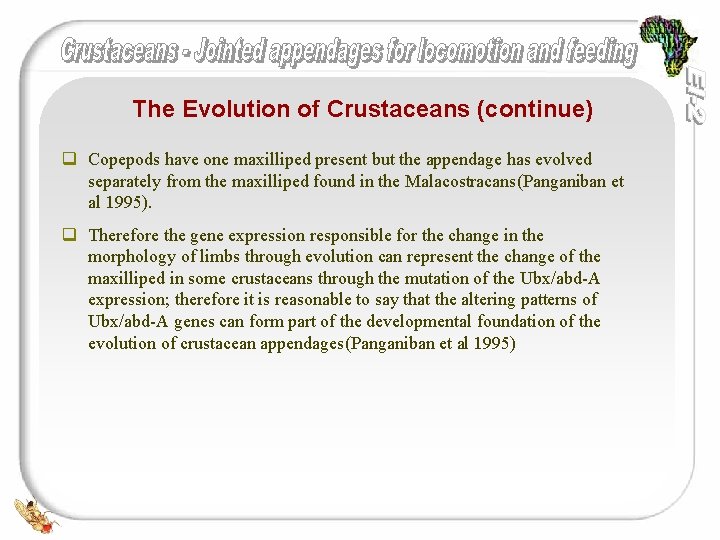 The Evolution of Crustaceans (continue) q Copepods have one maxilliped present but the appendage