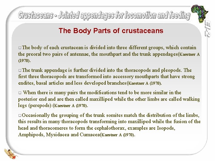 The Body Parts of crustaceans q. The body of each crustacean is divided into