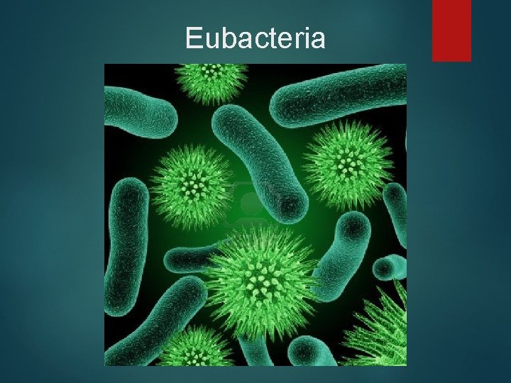 Eubacteria 