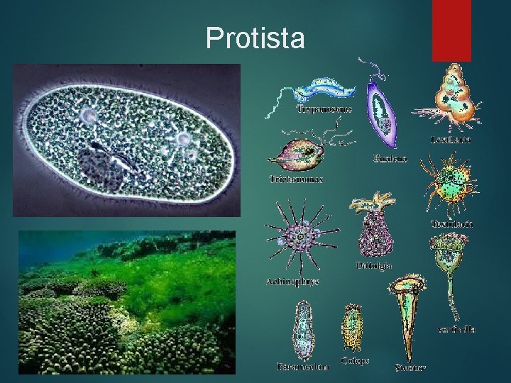 Protista 