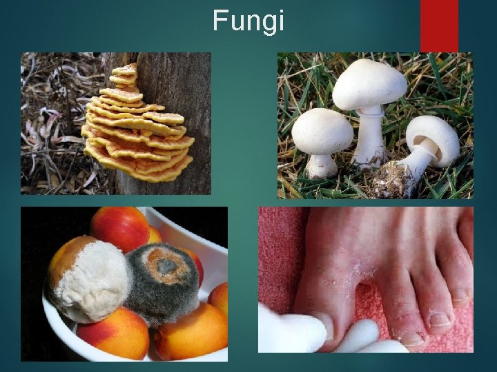 Fungi 