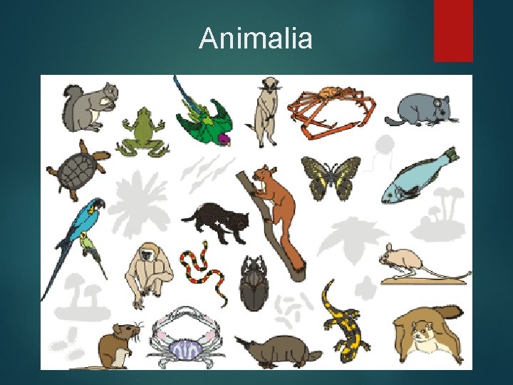 Animalia 