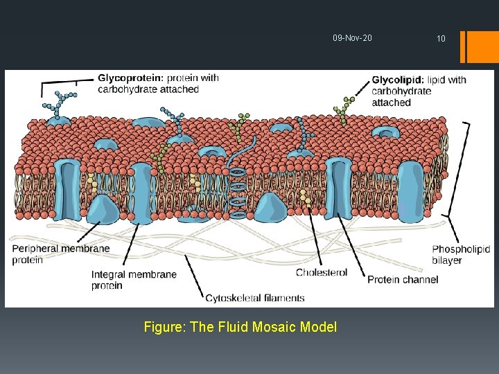 09 -Nov-20 Figure: The Fluid Mosaic Model 10 