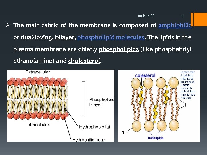 09 -Nov-20 11 Ø The main fabric of the membrane is composed of amphiphilic
