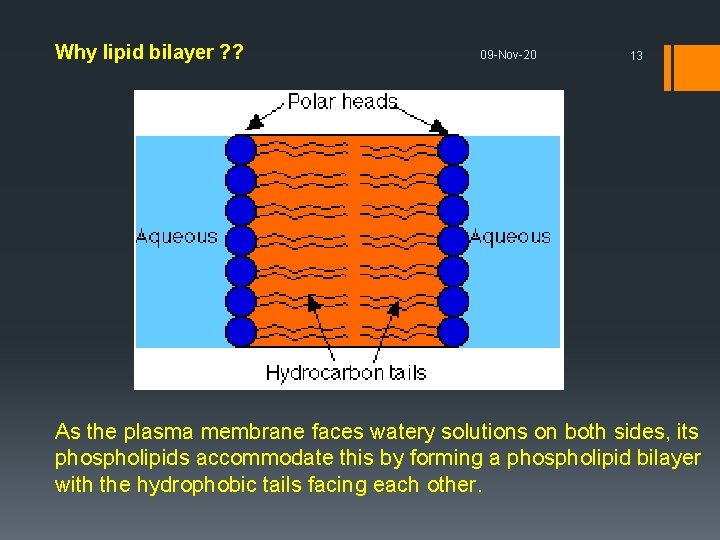 Why lipid bilayer ? ? 09 -Nov-20 13 As the plasma membrane faces watery