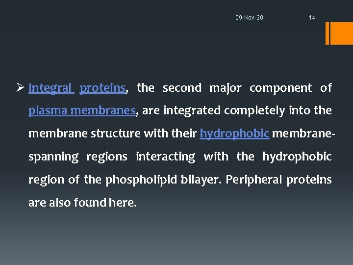 09 -Nov-20 14 Ø Integral proteins, the second major component of plasma membranes, are