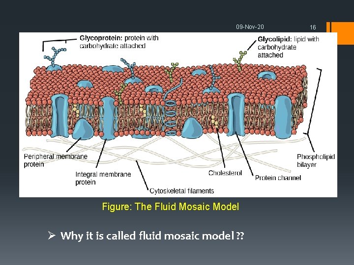 09 -Nov-20 Figure: The Fluid Mosaic Model Ø Why it is called fluid mosaic