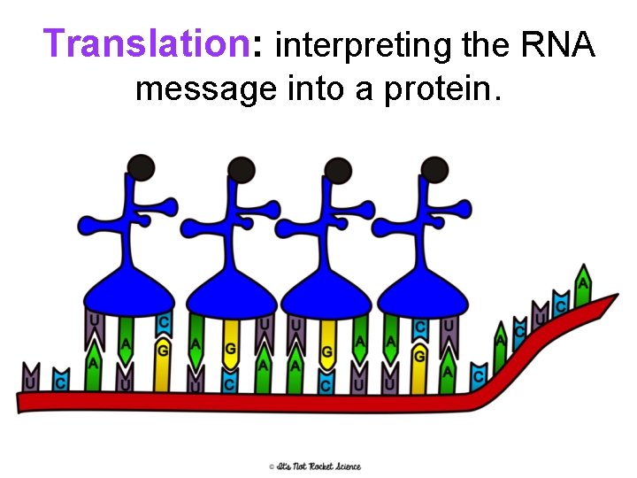 Translation: interpreting the RNA message into a protein. 