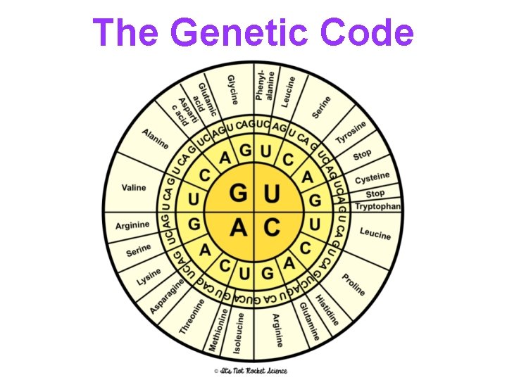 The Genetic Code 