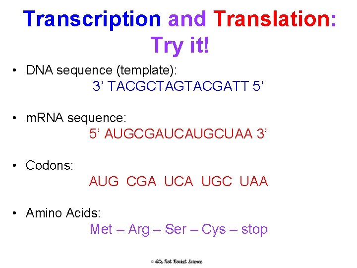 Transcription and Translation: Try it! • DNA sequence (template): 3’ TACGCTAGTACGATT 5’ • m.