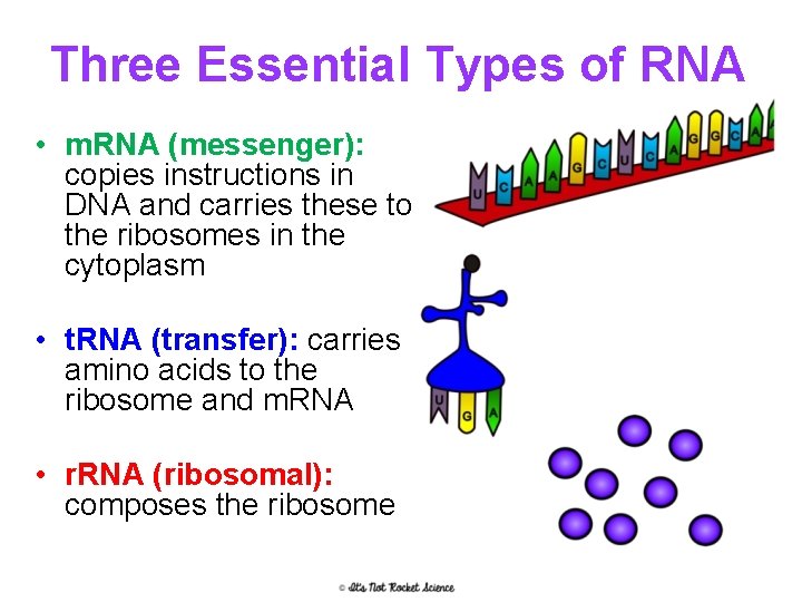 Three Essential Types of RNA • m. RNA (messenger): copies instructions in DNA and