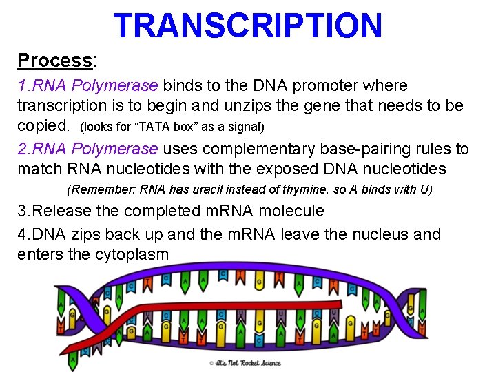 TRANSCRIPTION Process: 1. RNA Polymerase binds to the DNA promoter where transcription is to