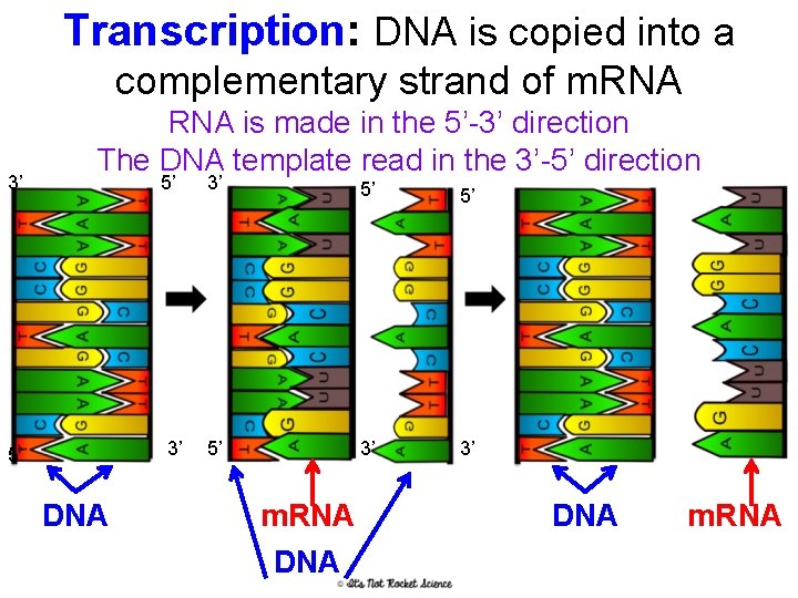 Transcription: DNA is copied into a complementary strand of m. RNA 3’ RNA is