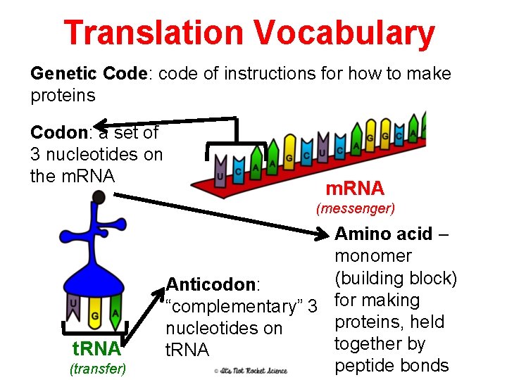 Translation Vocabulary Genetic Code: code of instructions for how to make proteins Codon: a