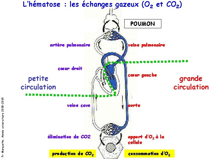 L’hématose : les échanges gazeux (O 2 et CO 2) POUMON artère pulmonaire veine