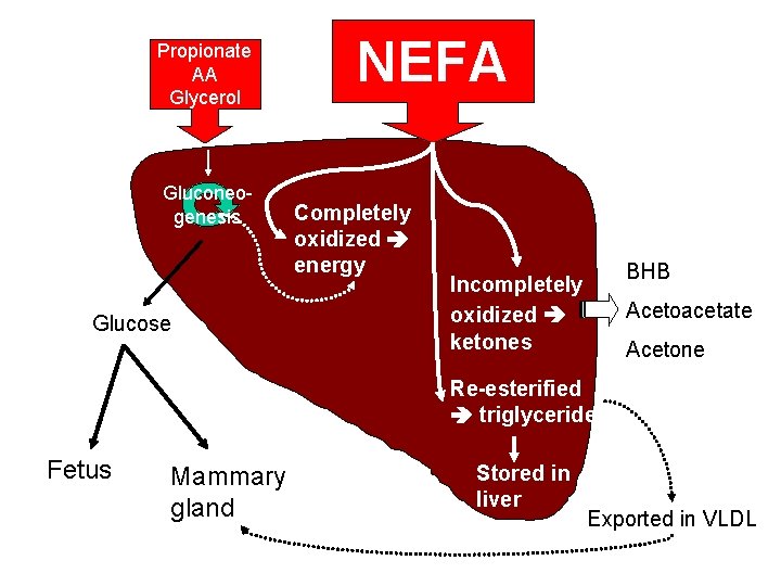 Propionate AA Glycerol Gluconeogenesis Glucose NEFA Completely oxidized energy BHB Incompletely oxidized ketones Acetoacetate