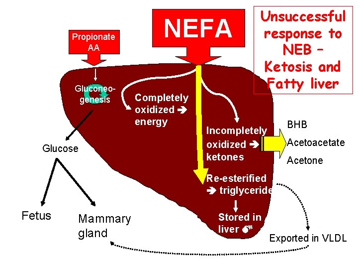 Propionate AA Gluconeogenesis Glucose NEFA Completely oxidized energy Unsuccessful response to NEB – Ketosis